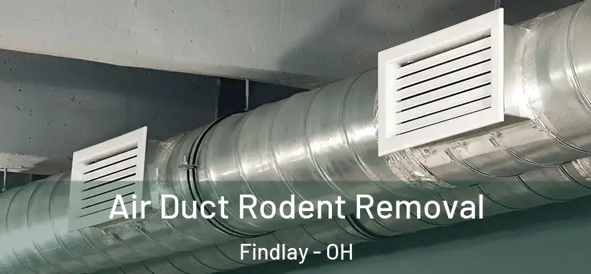 Air Duct Rodent Removal Findlay - OH